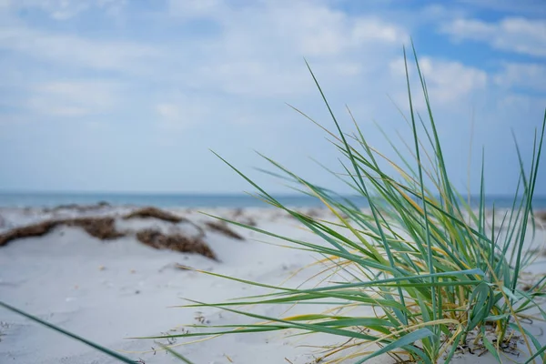 Groen Gras Aan Zee Met Wit Zand Blauwe Lucht — Stockfoto