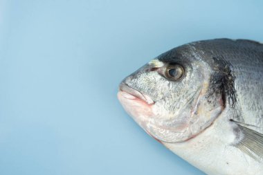 Dorado balığı mavi bir arka planda yatıyor.