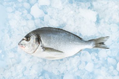 Dorada balığı buzda yatıyor.
