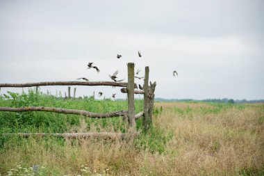 Her iki tarafında çim olan bir tarlada eski bir sırık çiti