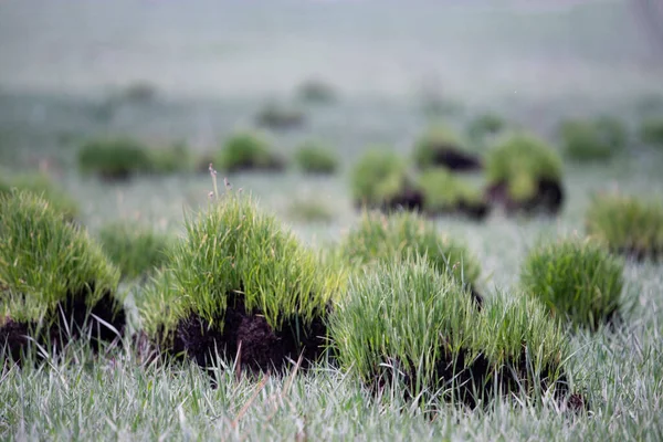 Ziemskie Wyboje Których Rośnie Trawa Pole Zieloną Trawą Tle Rano — Zdjęcie stockowe