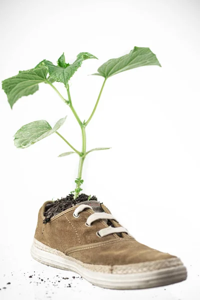 Flor Verde Plantada Botas Planta Crece Partir Zapatillas —  Fotos de Stock