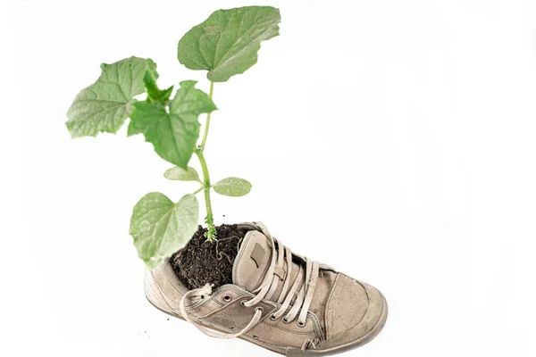 Green flower planted in boots. The plant grows from sneakers