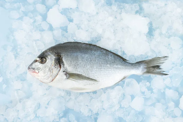 Dorada balığı buzda yatıyor.