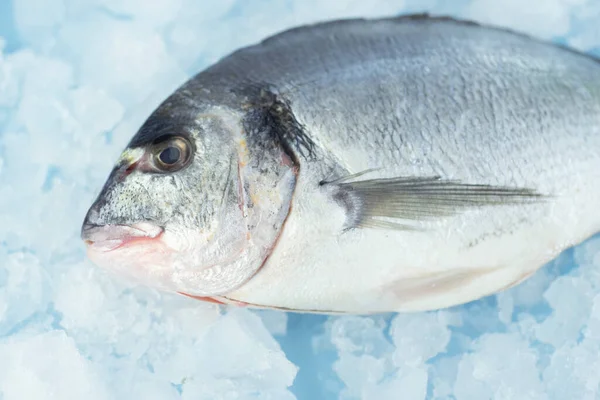 Dorada balığı buzda yatıyor.