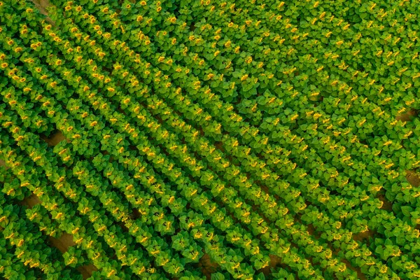 Çiçek açan ayçiçekleri olan alan İHA 'nın yüksekliğinden filme alınmıştır.