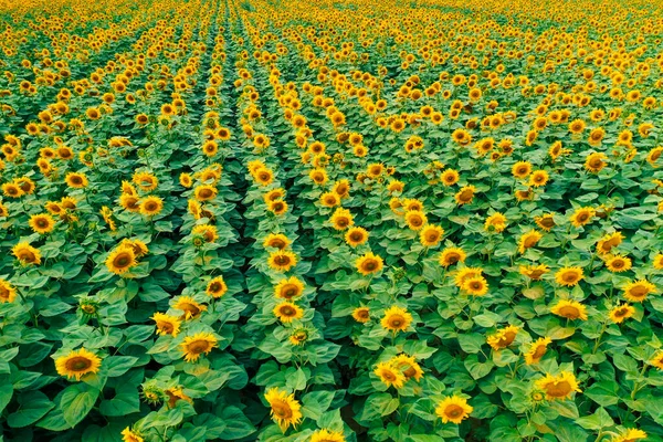 Pole Kwitnącymi Słonecznikami Sfilmowane Wysokości Drona — Zdjęcie stockowe