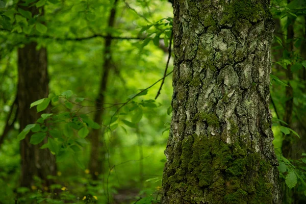 Viejo Árbol Grande Bosque Cubierto Musgo — Foto de Stock