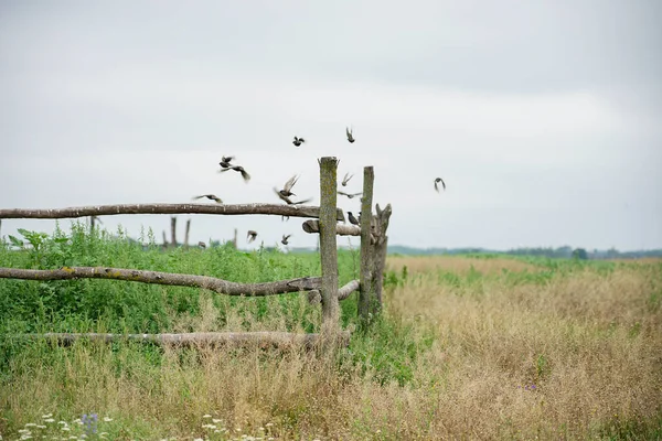 Her iki tarafında çim olan bir tarlada eski bir sırık çiti