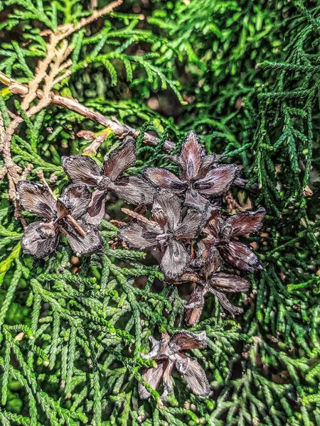 Fiatal Thuja Tobozok — Stock Fotó