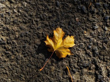 asfalt üzerinde akçaağaç yaprağı