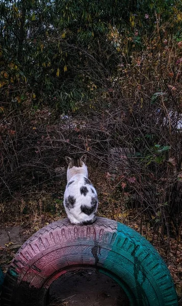 Obdachlose Katze Bei Spaziergang — Stockfoto