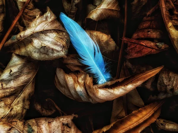 葉に青い羽 — ストック写真