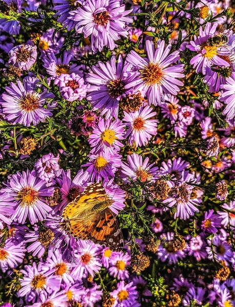 Unbekannte Blumen Mit Schmetterling Und Biene — Stockfoto