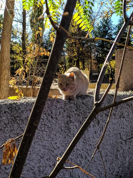 Obdachlose Katze Park — Stockfoto