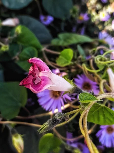 Unbekannte Blumen Blumenbeet — Stockfoto