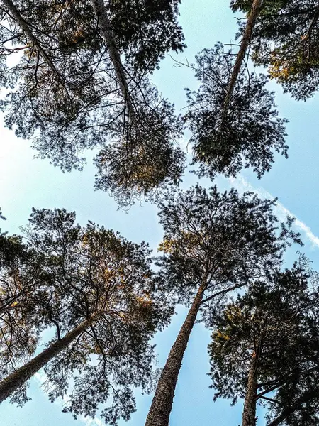 Летний Сосновый Лес Голубое Небо — стоковое фото