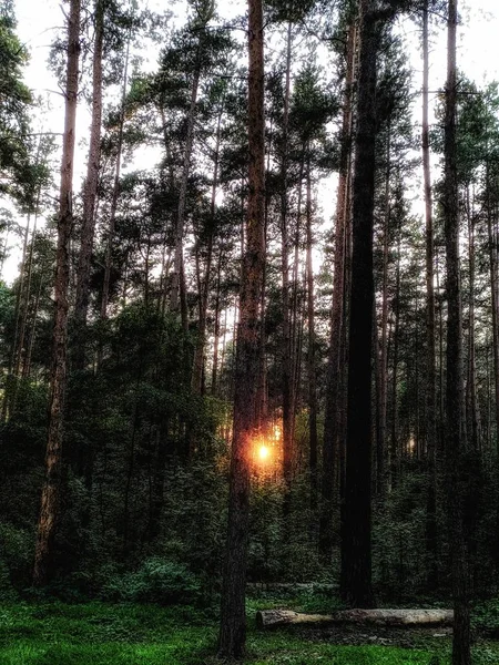 Солнце Лесу — стоковое фото