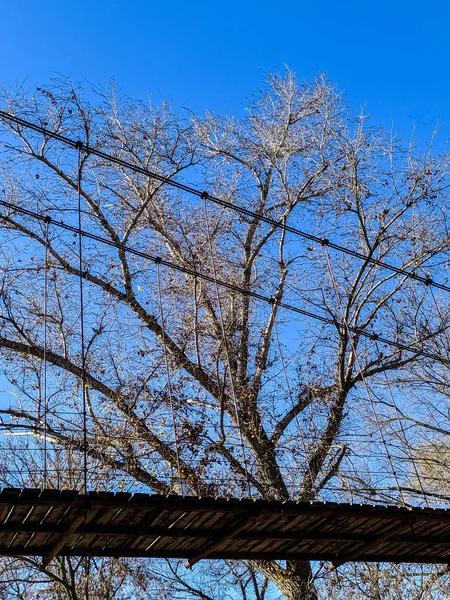 Дерево Біля Мосту — стокове фото