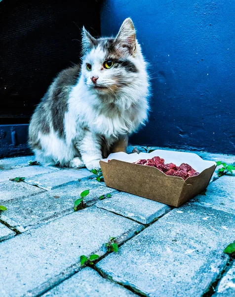 Dakloze Kat Met Ontmoeting — Stockfoto