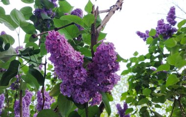 Daldaki leylak çiçekleri