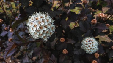 Küçük beyaz çiçekli çalılar