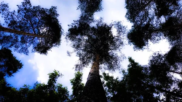 Летний Сосновый Лес Голубое Небо — стоковое фото