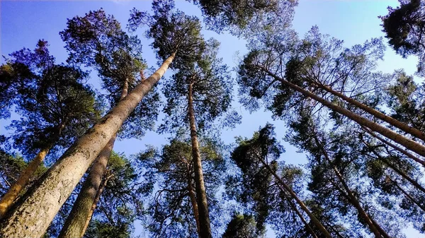 Весенний Хвойный Лес Сосны — стоковое фото