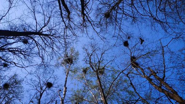 Пташині Гнізда Дереві — стокове фото