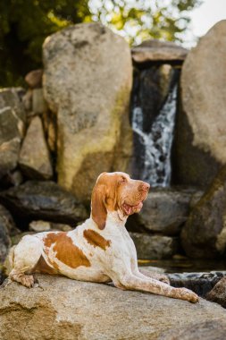 Rock watefa yanında yatan Bracco Italiano işaretçi erkek