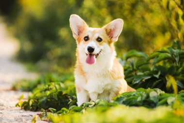 Komik Galce Corgi otların arasında oturan Pembroke