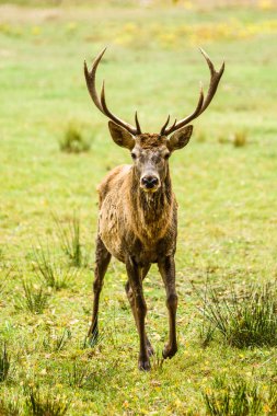Yeşil alan yetişkin kızıl geyik ayakta