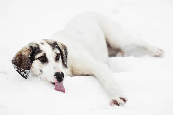 Zabawna buzia psa rasy mieszanej, Lizanie śniegu — Zdjęcie stockowe