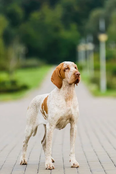 Bracco Italiano işaretçi kadın ayakta Park