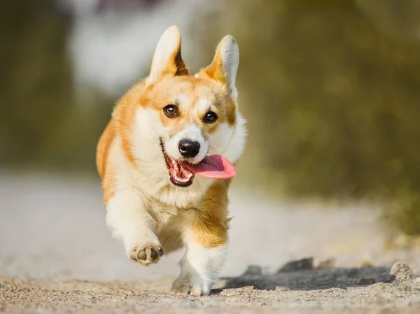 Komik Galce Corgi dilini çıkarmış çalıştıran Pembroke