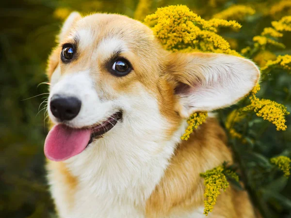 Komik Galce Corgi sarı çiçekler oturan Pembroke