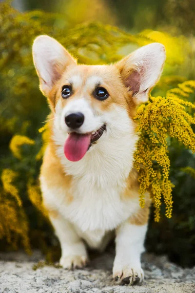 재미 있는 웨일즈 어 Corgi Pembroke 노란색 꽃에 앉아 — 스톡 사진