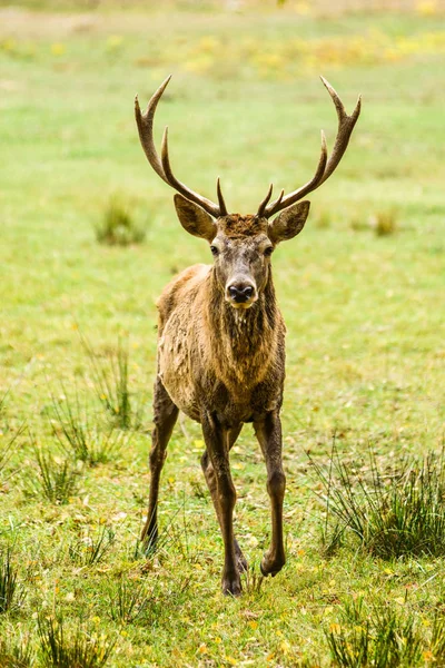 Vuxen kronhjort stående i gröna fältet — Stockfoto