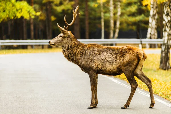 Red deer stag korsning tom väg i höstlandskap — Stockfoto