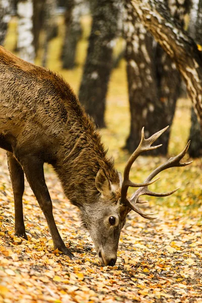 Red deer äta i höst björkskogen — Stockfoto