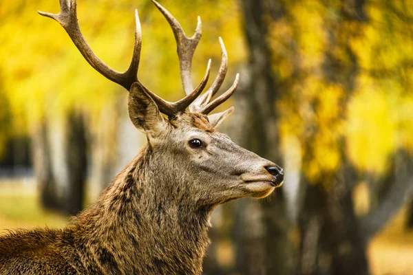 Portrét red deer v podzimním lese — Stock fotografie