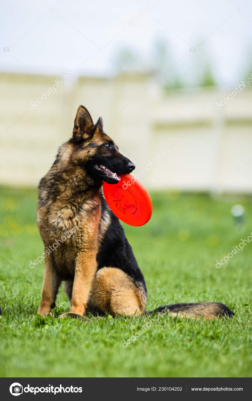 german shepherd frisbee
