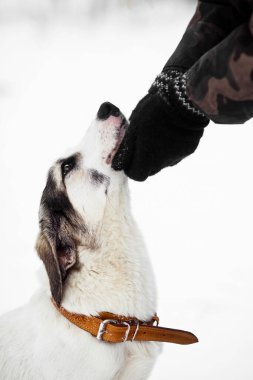 Köpeğin kafasından el kurtarma. Köpek yavaşça gözleri görünüyor