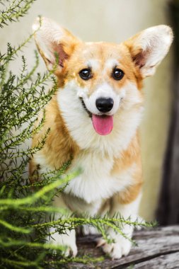Galce Corgi otların arasında oturan Pembroke komik yüz