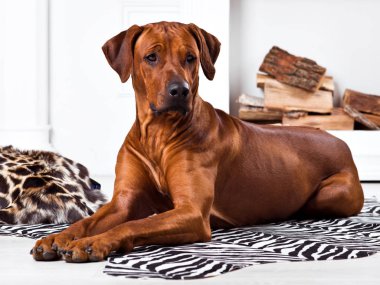 Zebra halı izlerken yöneticisinde yalan Rodezya Ridgeback köpek