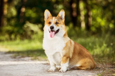 Yakın çekim portre sevimli Galce Corgi otların arasında oturan