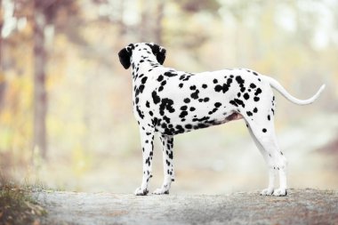 Dalmaçya köpeği ayakta Altın Sonbahar zemin üzerine