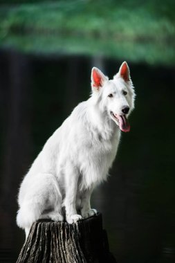 Güzel Berger Blanc yeşil orman çim oturan Suisse