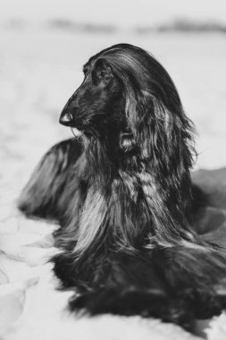 Siyah beyaz portre Afgan Tazısı Kum Çölü'nde yatan