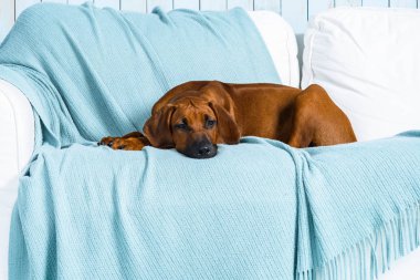 Deniz stil iç kanepe yatan Rodezya Ridgeback köpek yavrusu